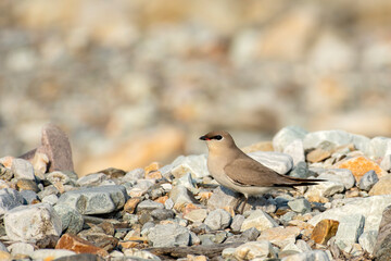 Small Pratincole from Buxa, West Bengal, India