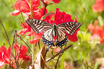 a butterfly sitting on a petal