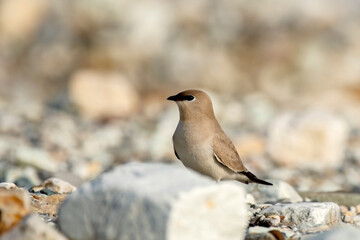 Small Pratincole from Buxa, West Bengal, India