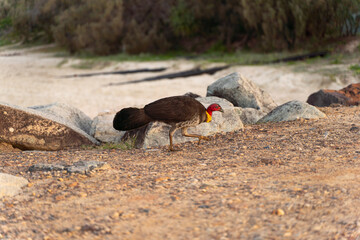A bird is walking on the ground near some rocks
