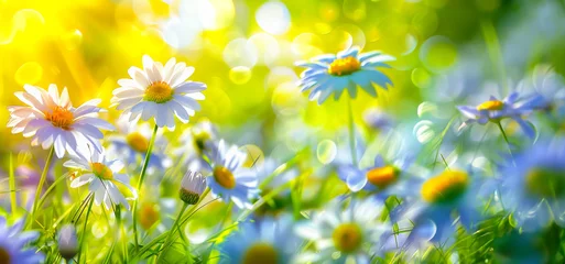 Deurstickers Flowers landscape of dew-covered daisies. Springtime or summer nature scene. Daisies meadow © Svetlana Kolpakova