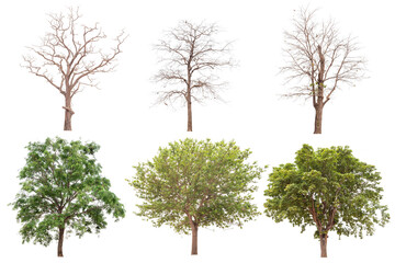 Trees no background for design