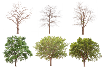 Trees no background for design