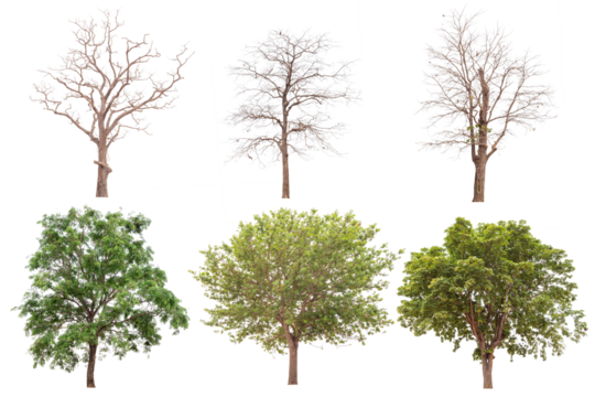 Trees no background for design