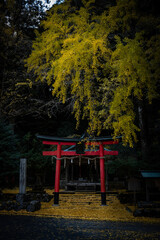 Fototapeta na wymiar Autumn vibes at Iwato Ochiba shrine in Kyoto, Japan.