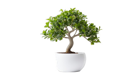 tree in white pot png