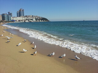 해운대 바다 갈매기 달맞이 자연