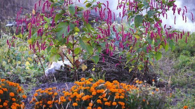 Persicaria orientalis is flowering plant in family Polygonaceae, known as kiss-me-over-the-garden-gate and princess-feather. It was first described, as Polygonum orientale, by Carl Linnaeus in 1753.
