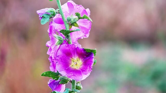 Malva arborea (Lavatera arborea, or Malva eriocalyx), tree mallow, is species of mallow native to coasts of western Europe and Mediterranean region, from British Isles to Libya and to Greece.