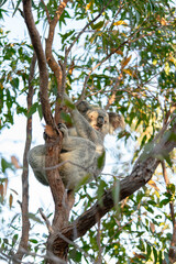 A koala is sitting on a tree branch