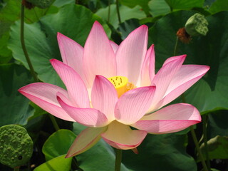 여름 수련 연꽃 자연 아름다운