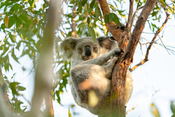 A koala is sitting on a tree branch