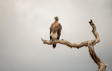 Ichthyophaga Ichthyaetus ; The grey-headed osprey is a fish-eating bird of prey from South East Asia.