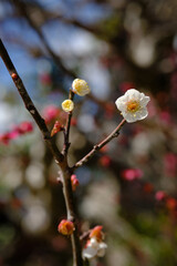 Close-up of Prunus mume aka Chinese plum, Japanese plum, Japanese apricot, or plum blossom. The tree's flowering in late winter and early spring is highly regarded as a seasonal symbol.