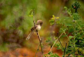 a small plain prinia bird perched at the end of a wood. plain prinia