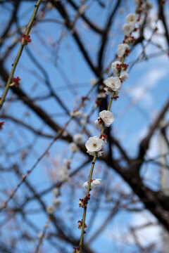 Close-up of Prunus mume aka Chinese plum, Japanese plum, Japanese apricot, or plum blossom. The tree's flowering in late winter and early spring is highly regarded as a seasonal symbol.