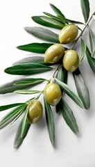 Single green olive fruit isolated on white background for optimal search relevance