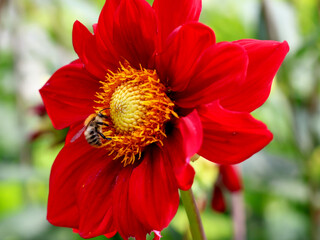 Die Nahaufnahme einer Biene in der roten Blüte einer Dahlie