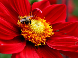 Die Nahaufnahme einer Biene in der roten Blüte einer Dahlie © Katharina