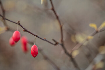 Branch of Japan Burberry, Berberis With Reaper Red Fruits. Yellow autumn leaves in the background. High-quality photo