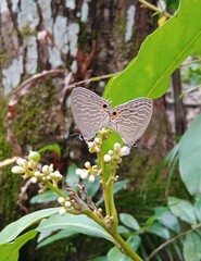 butterfly on a leaf