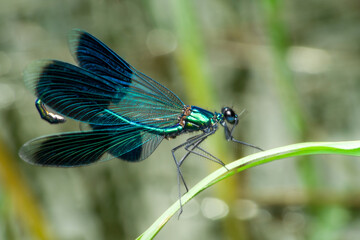 Gebänderte Prachtlibelle - Dragonfly (Calopteryx splendens), Männchen - Banded demoiselle