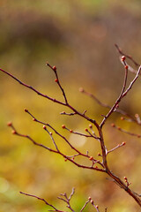 Spring twig bucket with rain drops. High quality photo