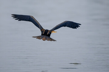 Oriental Darter - Anhinga melanogaster, beautiful special bird with long neck from Southeast Asian lakes and rivers, Nagarahole Tiger Reserve, India.