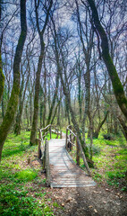 Obraz premium National Park Ropotamo Bulgaria. Wooden bridge leads to the Ropotamo river crossing green spring forest. 