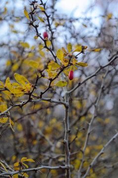 Branch of Japan Burberry, Berberis With Reaper Red Fruits. Yellow autumn leaves in the background. High-quality photo