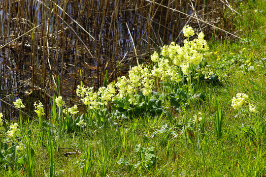 Close up yellow flowers of true oxlip (Primula elatior), primrose family Primulaceae in the grass at the waterfront with old reeds. Spring, March