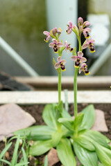 Sawfly orchid or Ophris Tenthredinifera plant in Saint Gallen in Switzerland
