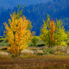 Mountainside Wilderness Forest of Fall Aspen Trees Golden and Green Colors Autumn