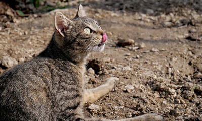 A cat licks its chops in anticipation of prey - 768032595