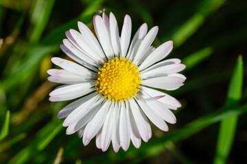 Obraz premium Descubre el encanto vibrante de las flores silvestres mientras pintan el paisaje con explosiones de color, un testimonio de la belleza y la resistencia del tapiz floral de la naturaleza.