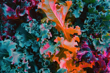  Vibrant kale leaves in red and orange stacked on top of each other in a close up shot © SHOTPRIME STUDIO