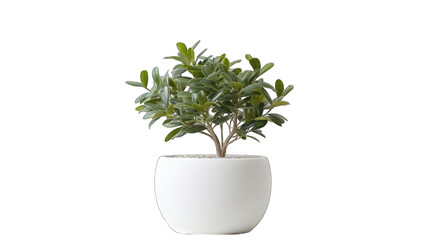tree in white pot png