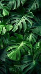 Monstera Philodendron leaves background, wallpaper
