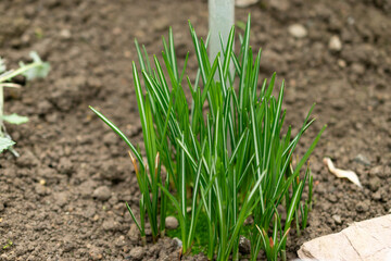 Spring crocus or Crocus Vernus plant in Saint Gallen in Switzerland
