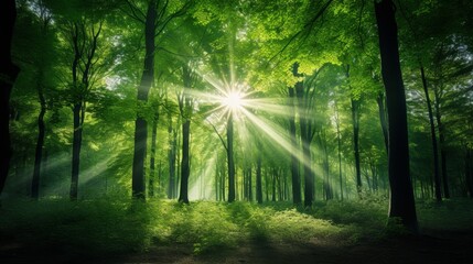 Fototapeta premium Green Forest of Beech Trees, looking up. 