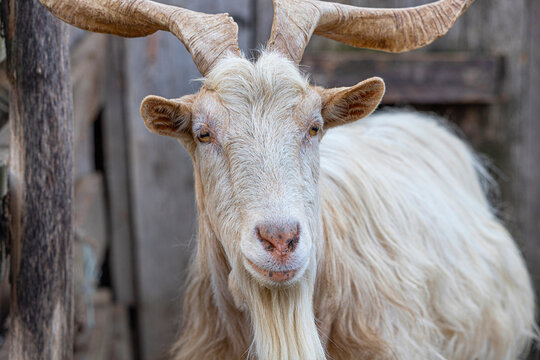 charm of rural life with a close-up of a domestic goat, its furry coat and long horns adding to its endearing appearance.