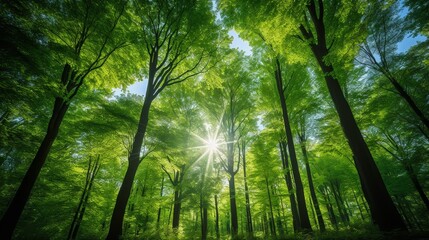 Fototapeta premium Green Forest of Beech Trees, looking up. 