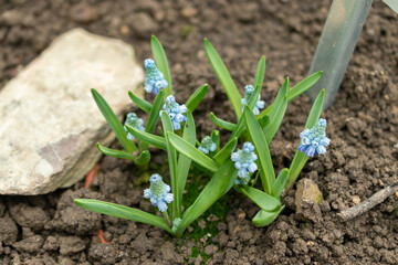 Azure grape hyacinth or Muscari Azureum plant in Saint Gallen in Switzerland