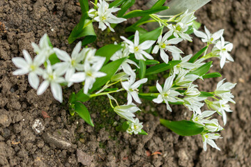 Ornithogalum Oligophyllum plant in Saint Gallen in Switzerland