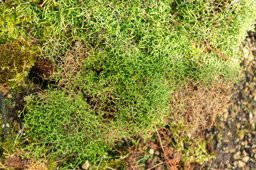 Selaginella Sanguinolenta plant in Saint Gallen in Switzerland