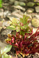 Balearic peony or Paeonia Cambessedesii plant in Saint Gallen in Switzerland