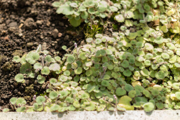 Cymbalaria Pilosa plant in Saint Gallen in Switzerland