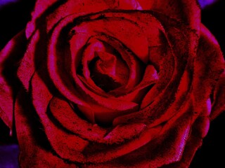 red rose close up, vintage Red  bloody vintage rose in black, dark side of love, gradient degrade background 