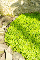 Babys tears or Soleirolia Soleirolii plant in Saint Gallen in Switzerland