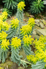 Gopher spurge or Euphorbia Rigida plant in Saint Gallen in Switzerland